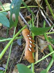 Eumorpha pandorus