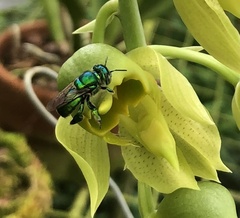 Euglossa
