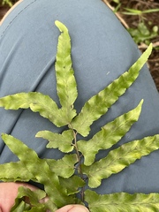 Lygodium microphyllum