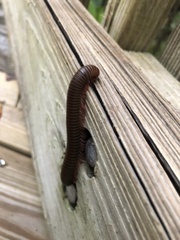 Trigoniulus corallinus