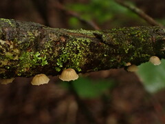 Mycena corticola