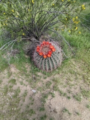 Ferocactus wislizeni