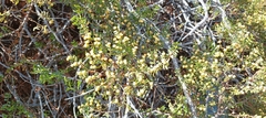 Larrea nitida