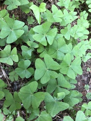 Oxalis latifolia