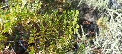 Larrea nitida