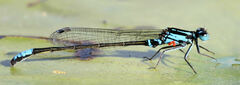 Ischnura kellicotti