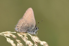 Satyrium saepium