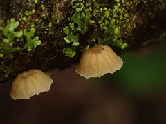 Mycena corticola