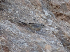Emberiza cirlus