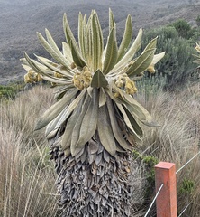 Espeletia hartwegiana