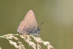 Satyrium saepium