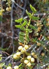 Larrea nitida