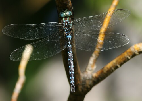 Black-tipped Darner photo 6
