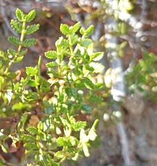Larrea nitida