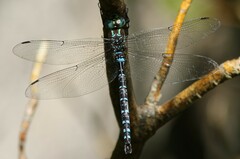 Aeshna tuberculifera