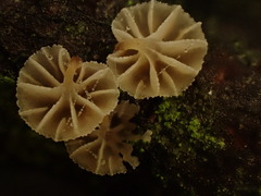 Mycena corticola