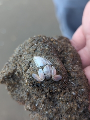 Emerita analoga