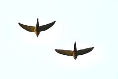 Orthopsittaca manilatus