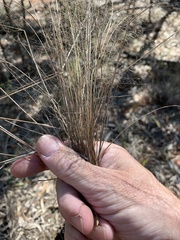 Eragrostis