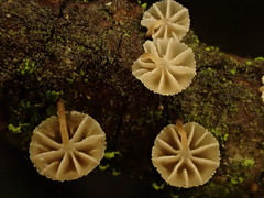 Mycena corticola