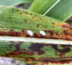 Cryptolaemus montrouzieri