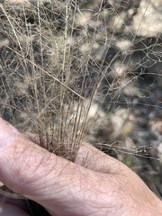 Eragrostis