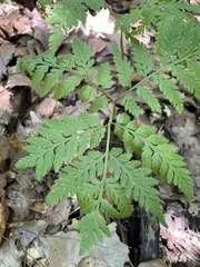 Botrypus virginianus