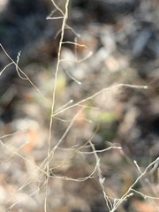 Eragrostis