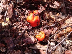 Leratiomyces erythrocephalus