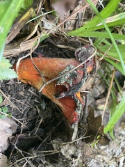 Hypomyces lactifluorum