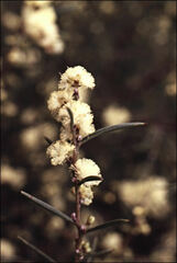 Acacia axillaris