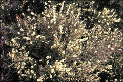 Acacia axillaris