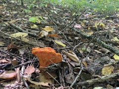 Hypomyces lactifluorum