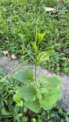 Smilax tamnoides