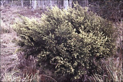 Acacia axillaris