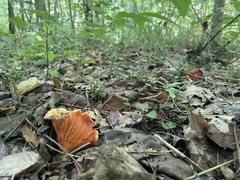 Hypomyces lactifluorum