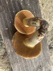 Boletaceae