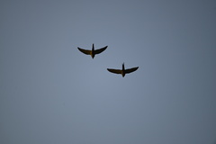 Orthopsittaca manilatus