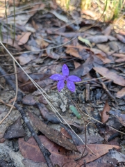 Glossodia minor