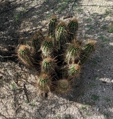 Echinocereus engelmannii engelmannii