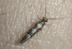 Agraylea