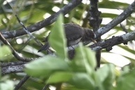 Turdus amaurochalinus