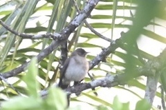 Turdus amaurochalinus