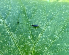 Graphocephala coccinea