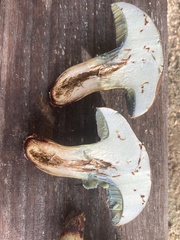 Boletaceae