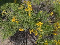 Gutierrezia sarothrae