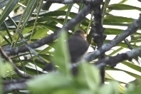 Turdus amaurochalinus