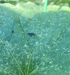 Graphocephala coccinea