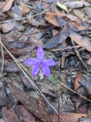 Glossodia minor