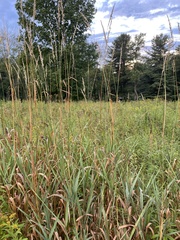 Phalaris arundinacea